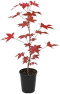 American Sweetgum Tree Live Plant | 1 Quart Container | Cold-Hardy North American Native | Well-Rooted Ornamental Garden Tree by GINGERGLOW
