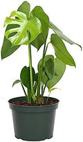 American Plant Exchange Monstera Deliciosa - Live 6-Inch Pot, Easy-Care Split Leaf Vine, Low-Maintenance Air Purifying Houseplant for Home, Office & Garden Décor by AmericanPlantExchange