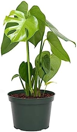 American Plant Exchange Monstera Deliciosa - Live 6-Inch Pot, Easy-Care Split Leaf Vine, Low-Maintenance Air Purifying Houseplant for Home, Office & Garden Décor by AmericanPlantExchange