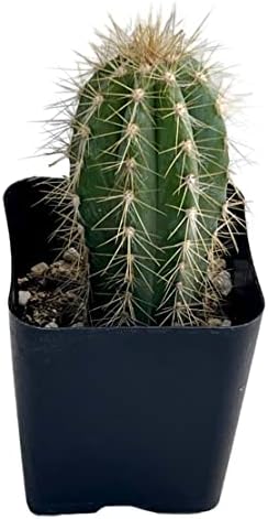 Live Mini Cactus Plants (8 Pack), Assorted Potted Cacti Variety Pack - Image 6