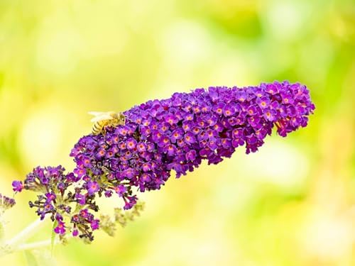 Greenwood Nursery: Live Shrub Plants - 'Black Knight' Butterfly Bush + Buddleja/Buddleia Davidii - [Qty: 10x Pint Pots] - (Click for Other Available Plants/Quantities) by GreenwoodNursery
