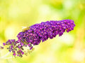 Greenwood Nursery: Live Shrub Plants - 'Black Knight' Butterfly Bush + Buddleja/Buddleia Davidii - [Qty: 2X Pint Pots] - (Click for Other Available Plants/Quantities) by GreenwoodNursery