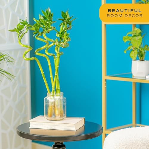 Costa Farms Lucky Bamboo, Live Indoor Plant, Easy Care, Home Decor - Image 2