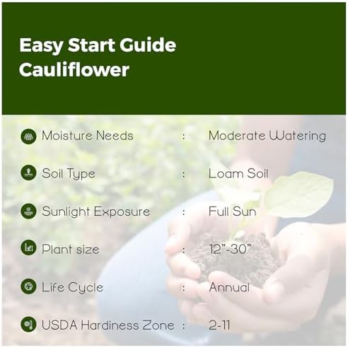 Bmore Spicy Cauliflower (Brassica oleracea) Seeds, Non-GMO Heirloom for Planting, 1000 Fresh Seeds for Indoor and Outdoor Gardening – A Garden Staple for Cool Seasons - Image 5