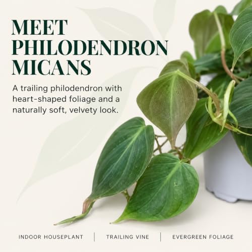 Philodendron Micans Live Plant - Rare Velvet Leaf Trailing Houseplant - Image 5