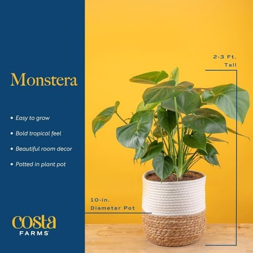 Costa Farms Monstera, Live Indoor Plant, Tropical Plant, Home Decor - Image 4