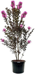 Thunderstruck Lavender Skies Crape Myrtle Live Tree, 1 gal., 12-18 in by Unknown