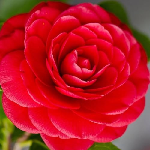 20+ Mixed Camellia Seeds for Planting,Cold Hardy Ornamental Camellias Seeds Non-GMO Heirloom,Evergreen Flowering Shrub Seed for Garden Home Outdoor - Image 6