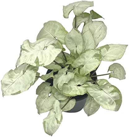 BubbleBlooms Syngonium Moonshine in a 4 inch Pot Variegated Arrow Head Vine Rare - Image 5