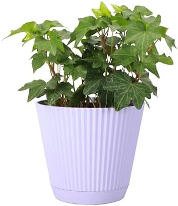 Live Hahn's Green Ivy Plant, Vining Indoor Plant, 4" Pot - Image 2