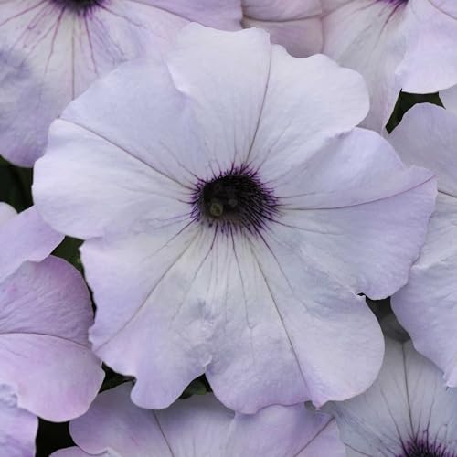 Eden Brothers Petunia Seeds - Easy Wave Silver - Image 5