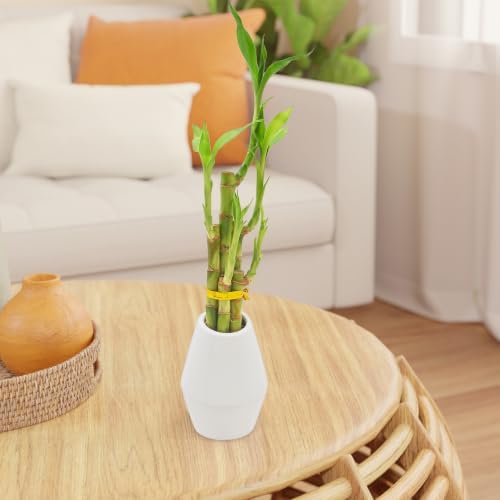 Arcadia Garden Products 5-Stem Lucky Bamboo, Live Indoor Plant in Dimension II Ceramic Planter for Home, Work, or Gift, White. ***Cannot Ship to Hawaii*** - Image 5