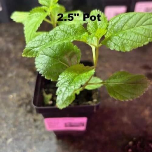 Mozelle Hardy Lantana Live Plant 4 Plants – 2.5" Pots – Value Pack - Image 2