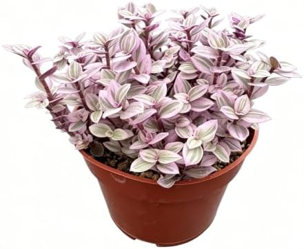 Live Succulent Callisia Repens 'Pink Lady', 4" Potted Trailing Houseplant by VerdantVigor