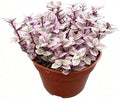 Live Succulent Callisia Repens 'Pink Lady', 4" Potted Trailing Houseplant by VerdantVigor