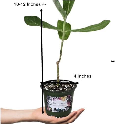 Calotropis Gigantea Giant Milkweed - Live Tropical Tree Plant - Unsual Butterfly Garden Purple Flowers - Emerald Goddess Gardens - Starter Sz 4 Inch Pot - Image 3