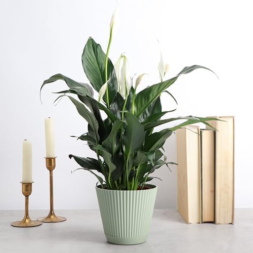 Live Peace Lily Plant, Spathiphyllum, Low Light, Easy to Grow, 4" Pot - Image 2