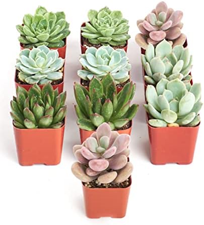 Shop Succulents Rosette Succulent Plant Pack Collection - Live Mini Succulent Plants, Low Maintenance, Floral Shaped Mix of Colors & Textures - Wedding and Party Favors, Gift & Garden, Pack of 10 by ShopSucculents