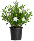 Frostproof Gardenia (2.5 Quart) Flowering Evergreen Shrub with Glossy Green Foliage and White Fragrant Blooms - Full to Part Sun Live Outdoor Plant by Plants+by+Mail