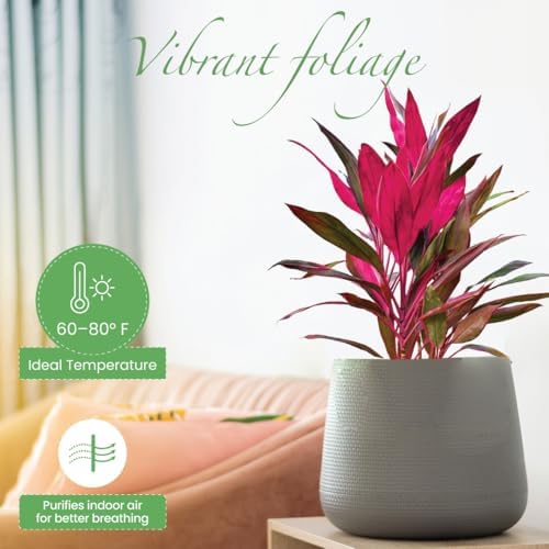 American Plant Exchange Ti Plant 'Sister' – 10-Inch Pot – Live Easy Care Indoor Houseplant, Air-Purifying, Bright Light Tropical Plant for Home, Garden Patio Decor - Image 2