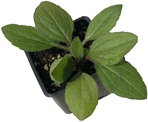 Blackeyed Susan (Rudbeckia hirta) Live Plant in 2.5 inch Pot - Organic Native Pollinator Plant by Smoke Camp Crafts - Image 3
