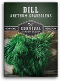 Dill Seeds for Planting – Heirloom Bouquet Variety (1 Pack) by SurvivalGardenSeeds