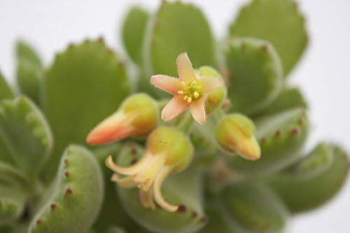 4" Bear Paws Live Succulent Houseplant, Rooted Cotyledon Tomentosa - Image 2