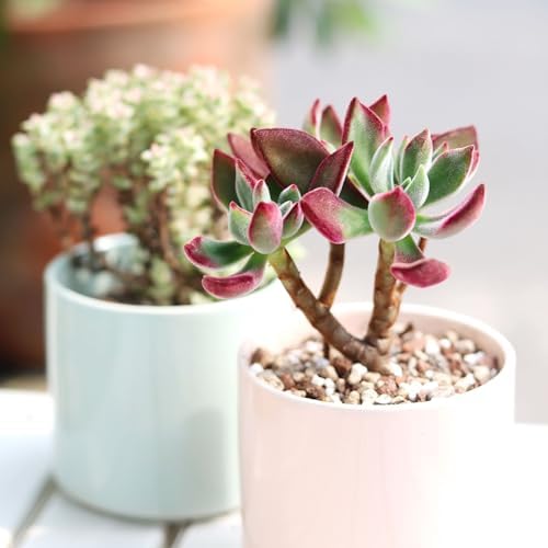 Echeveria Harmsii Ruby Slipper - Colorful 2 inch Succulents - Live Mini Succulent Plants Fully Rooted, Easy Care Indoor and Outdoor, Home and Garden Decor, Wedding Party Favor - Image 5