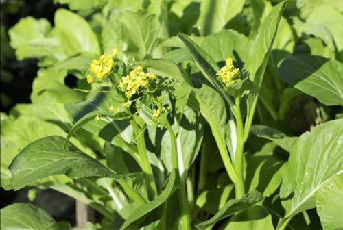 70D Improved Green Yu Choy Sum Seeds - 15,000+ Count - for 2026 Planting 70D Improved Green Flowering Cabbage Bok Choy Chinese Broccoli CAI Tai USA Asian Vegetable Grow Your Own Home - Image 2