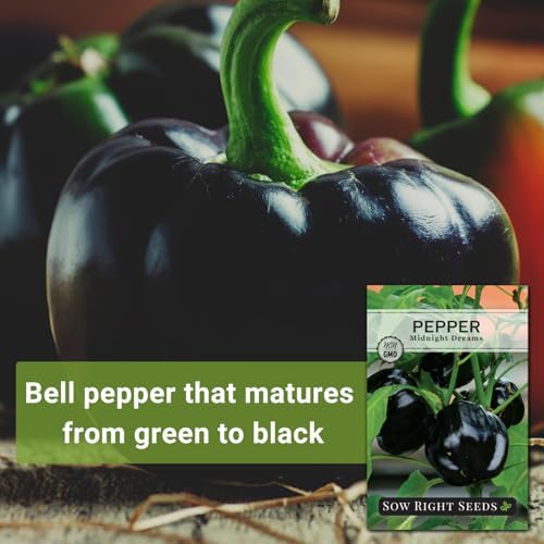 Sow Right Seeds - Midnight Dream Pepper Seed for Planting Bell Peppers - Image 3