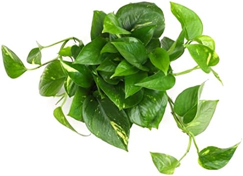 Golden Pothos Plant Live in Hanging Planter Pot Live by Plants for Pets, 1 Count - Image 2