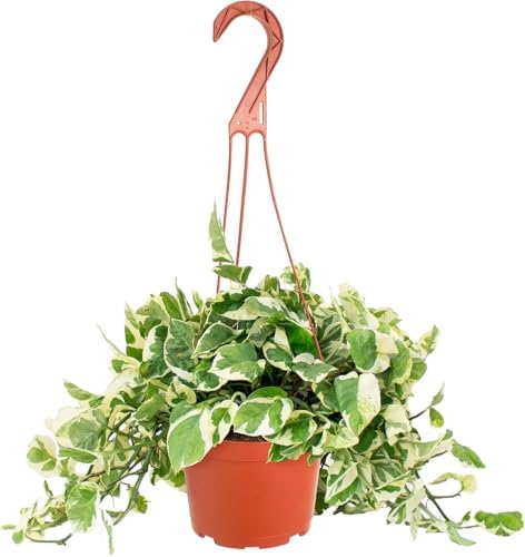 Shop Succulents Pothos Pearls & Jade, Live Indoor Plant, Low Maintenance Houseplant with Elegant Green and White Variegated Leaves, Home Decor, Office, and Room Enhancement, 6 Inch Nursery Pot by ShopSucculents