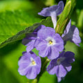 Blue Porterweed Plants | Pack of 2 (Two) | 5-9 Inch Stachytarpheta Jamaicensis | Blue Snake Weed | Fast-Growing Butterfly Magnet for Butterfly Gardens & Patios | Continuous Blooming Native Perennial by Unknown