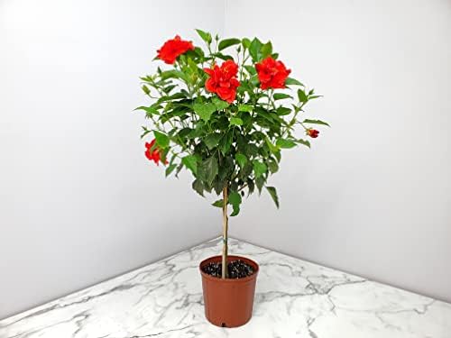 Live Hibiscus Plant - Tropical Flowering Tree - Red Double Flower - Overall Height 38" to 44" - Tropical Plants of Florida (Plant Only) - Image 6
