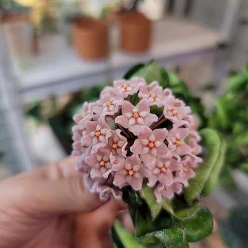 Hoya Compacta aka Hindu Rope Available in 2", 4", and 6" Pot Live Plant Air-Purifying (4" Pot with 2 Plants, Very Short Right Now) - Image 2
