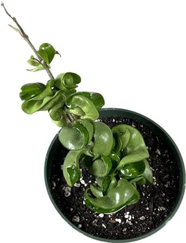 Hoya Compacta aka Hoya Hindu Rope Available in 4 inch Pot with One Plant - Air Purifying Plant - Hoya Plants Live Houseplants - Very Short Right Now - Image 2