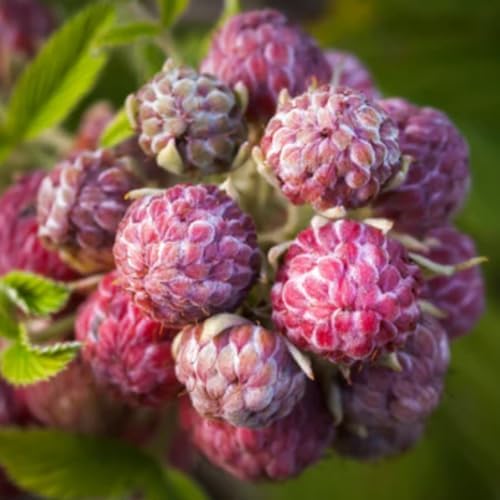 Raspberry Plant Live, Backyard Berry Bush Plant, 5-9 Inch Tall - Image 6