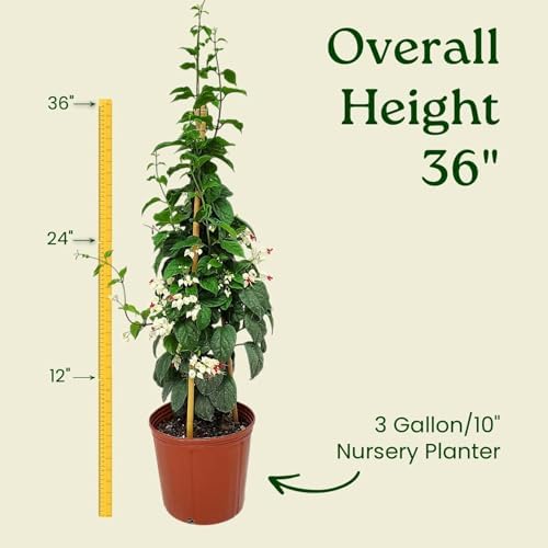 Tropical Plants of Florida Bleeding Heart Vine Live Plant Red and White Flowers - 3 Gallon 36 Inch Tall Tropical Flowering Vine Indoor Outdoor Ornamental Plant - Image 3