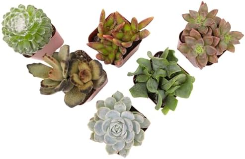 Live Succulents Plant Pack (6-Pack), Real Succulent Plants & Mini Plants for Beginners, Live House Plants, Mini Succulents, Outdoor & Indoor Plants, Live Plants in 2" Grower Pots by Plants for Pets by PlantsforPets