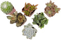 Live Succulents Plant Pack (6-Pack), Real Succulent Plants & Mini Plants for Beginners, Live House Plants, Mini Succulents, Outdoor & Indoor Plants, Live Plants in 2" Grower Pots by Plants for Pets by PlantsforPets