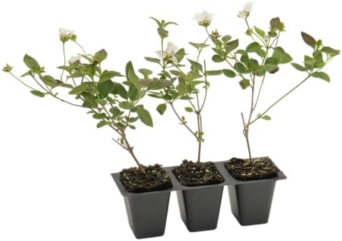 3 Trailing White Lantanas, Live Plants – Continuous Blooms, Thriving in 2.5” Nursery Cubes - Image 5