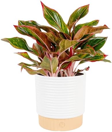 Costa Farms Chinese Evergreen, Live Indoor Plant, Easy Care, Home Decor by Unknown