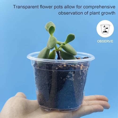 RooTrimmer Clear Seedling pots 100-Pack 3.2 Inches Round for Seeds Starter Pots, Seeds Germination Transparent Clean Pots with Drainage Holes(100 Pcs, 3.14Inch) - Image 3