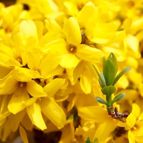 2 Forsythia Plant Live, 4 Inch Pot Lynwood Gold Forsythia Bush, Hardy, Low Maintenance, Bell Yellow Flowering Shrub, Ideal for Garden Décor & Outdoor Spaces - Image 5