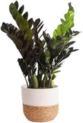 Costa Farms ZZ Plant, Live Indoor Plant, Air Purifying, Easy Care by Unknown