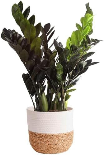 Costa Farms ZZ Plant, Live Indoor Plant, Air Purifying, Easy Care by Unknown