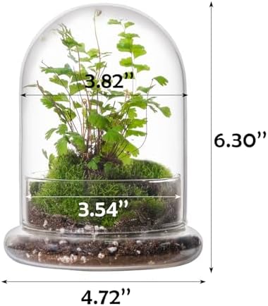 WHJY 6 inches Glass Cloche for Indoor Plants Small Terrarium Glass Cloche with Base Mini Cloche Dome with Base for Display Home Decor - Image 2