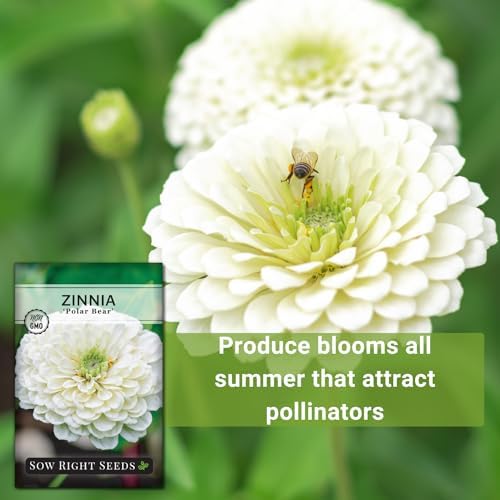 Sow Right Seeds-Zinnia Polar Bear Seed for Planting White Flower Garden 3pk - Image 5