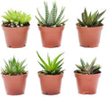 Live Indoor Succulent Plants – 2-inch Assorted Small Succulent – Real Fully Rooted Indoor Succulent Plants (6) by SucculentMarket