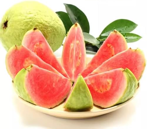 Pink Guava Tree Plant Live, Edible Fruit Tree, 5-7 Inch Tall - Image 3